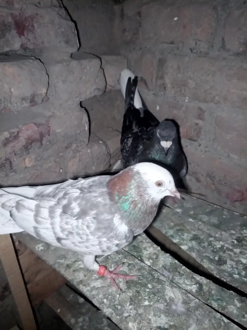 kaboter pair — photo 2
