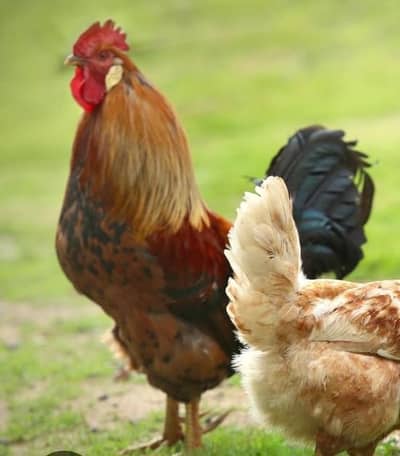 need murgha for eating purpose 1000/kg