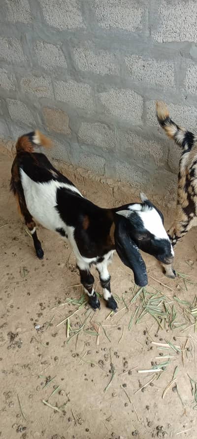 All goat for sale