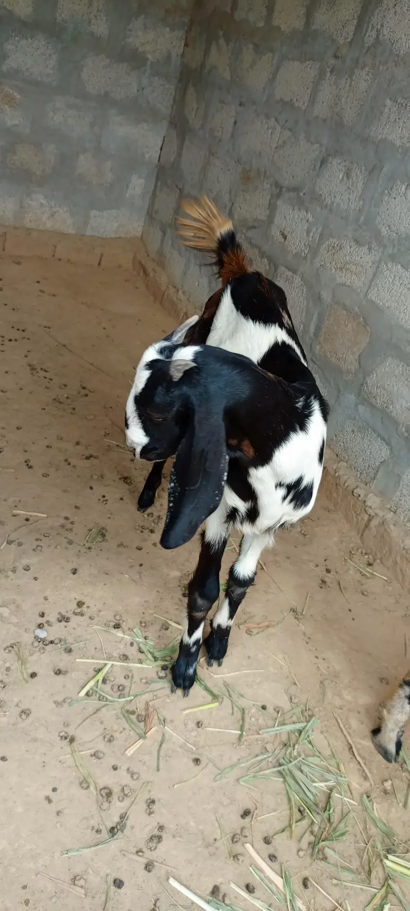All goat for sale — photo 2