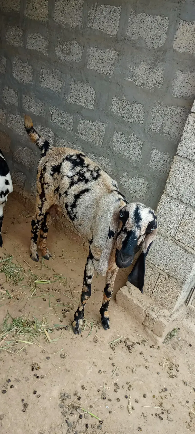 All goat for sale — photo 3