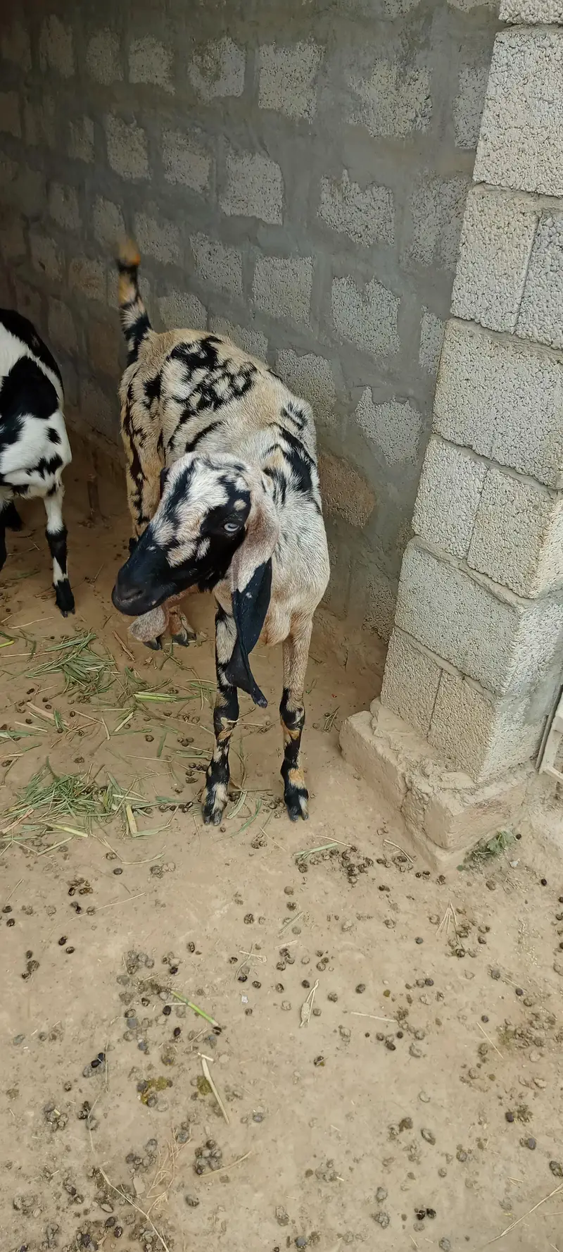 All goat for sale — photo 4