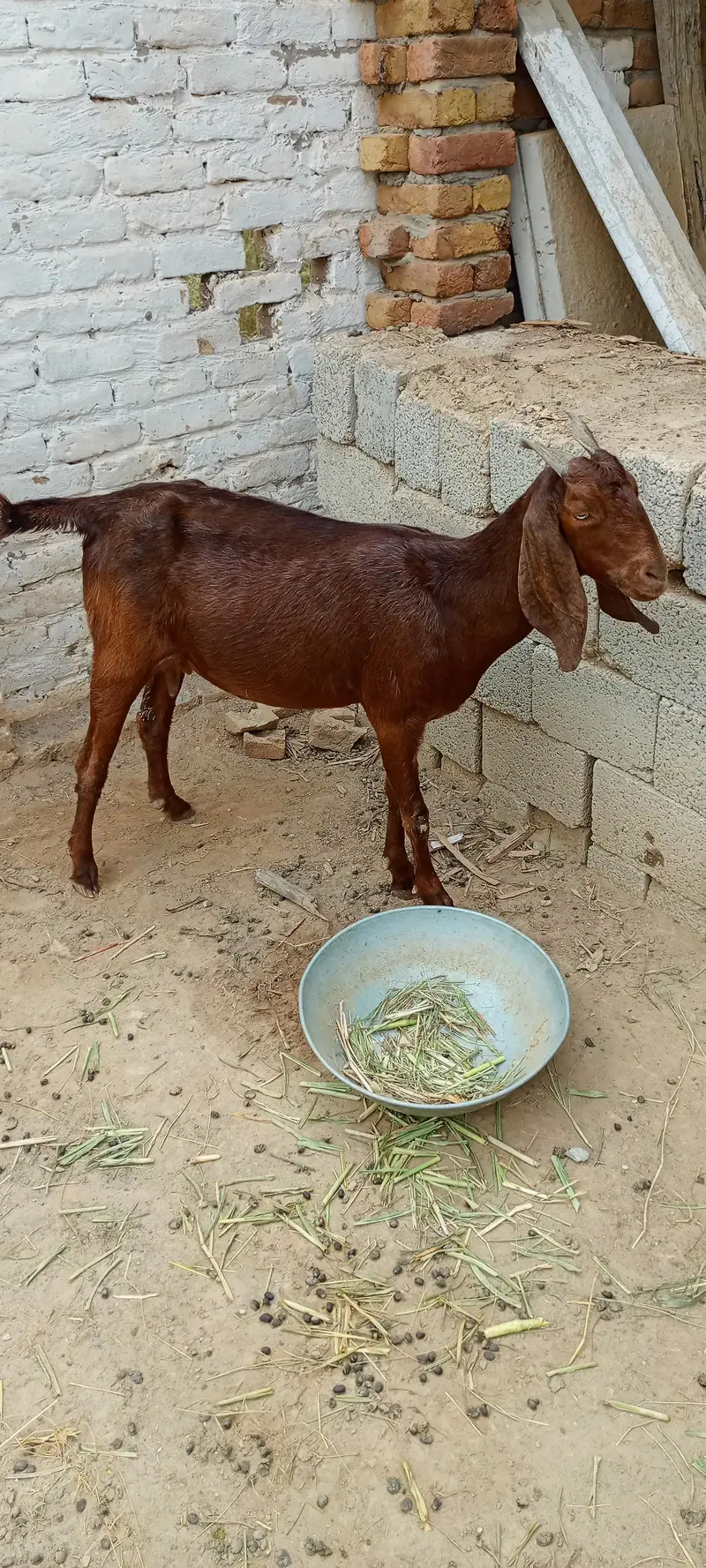 All goat for sale — photo 5