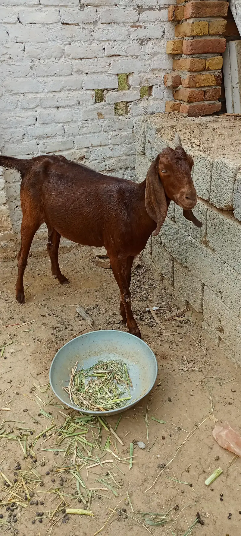 All goat for sale — photo 6