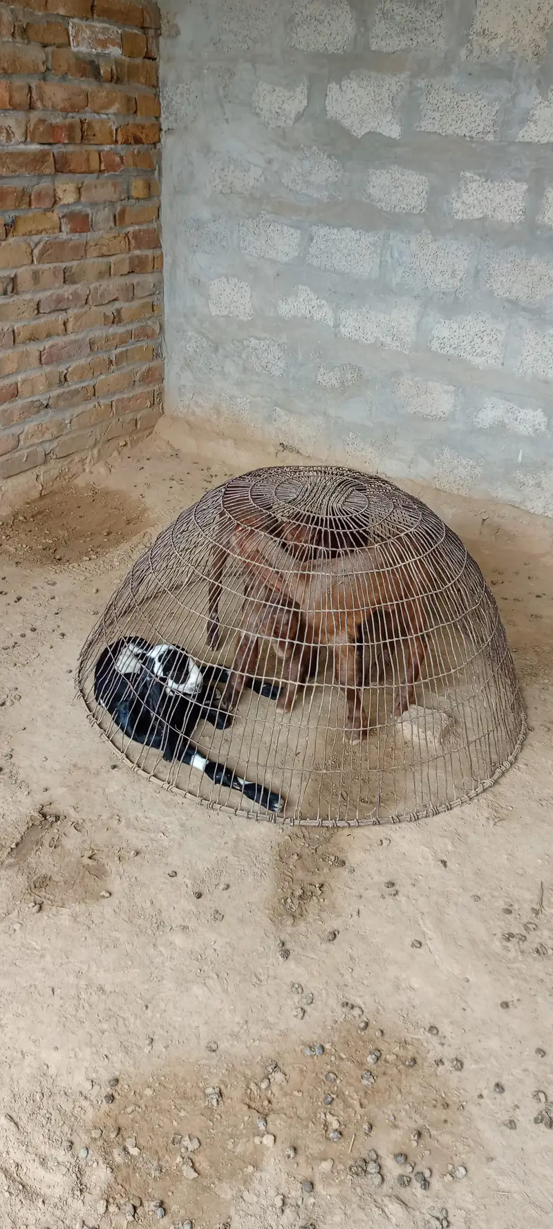 All goat for sale — photo 7