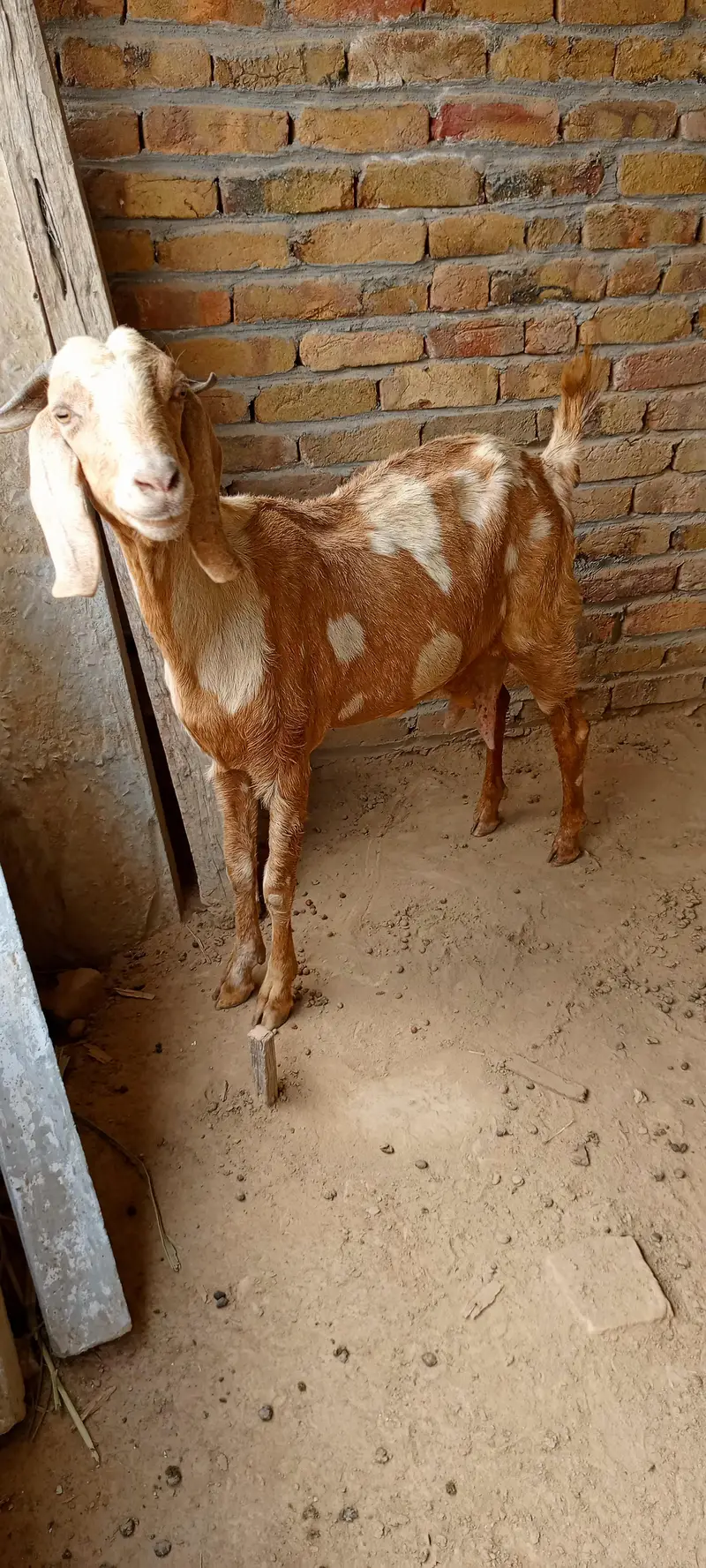 All goat for sale — photo 8