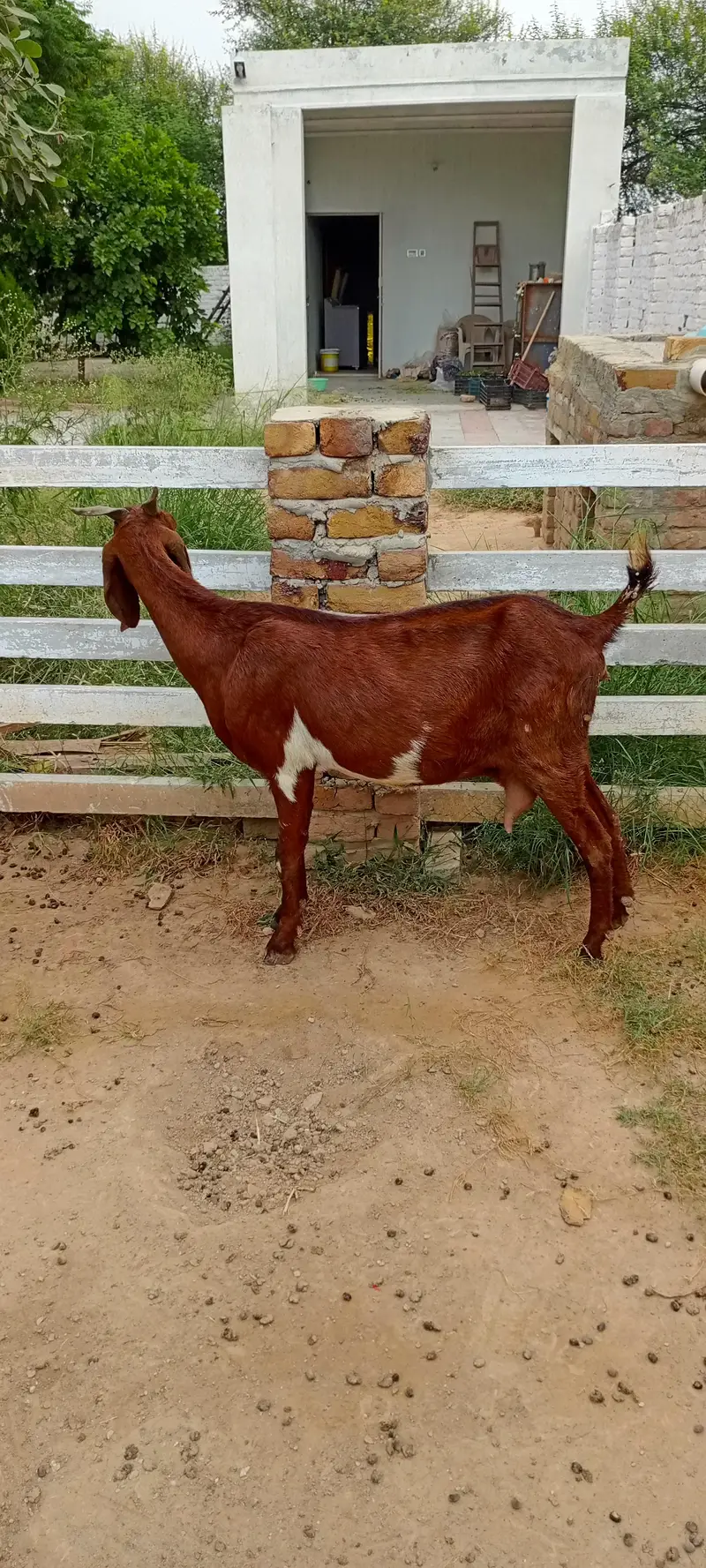 All goat for sale — photo 9