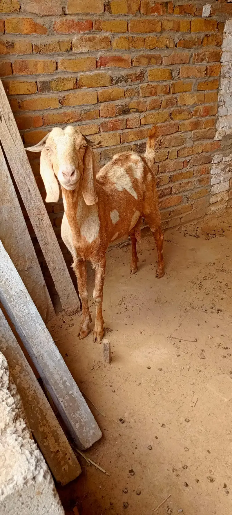 All goat for sale — photo 10