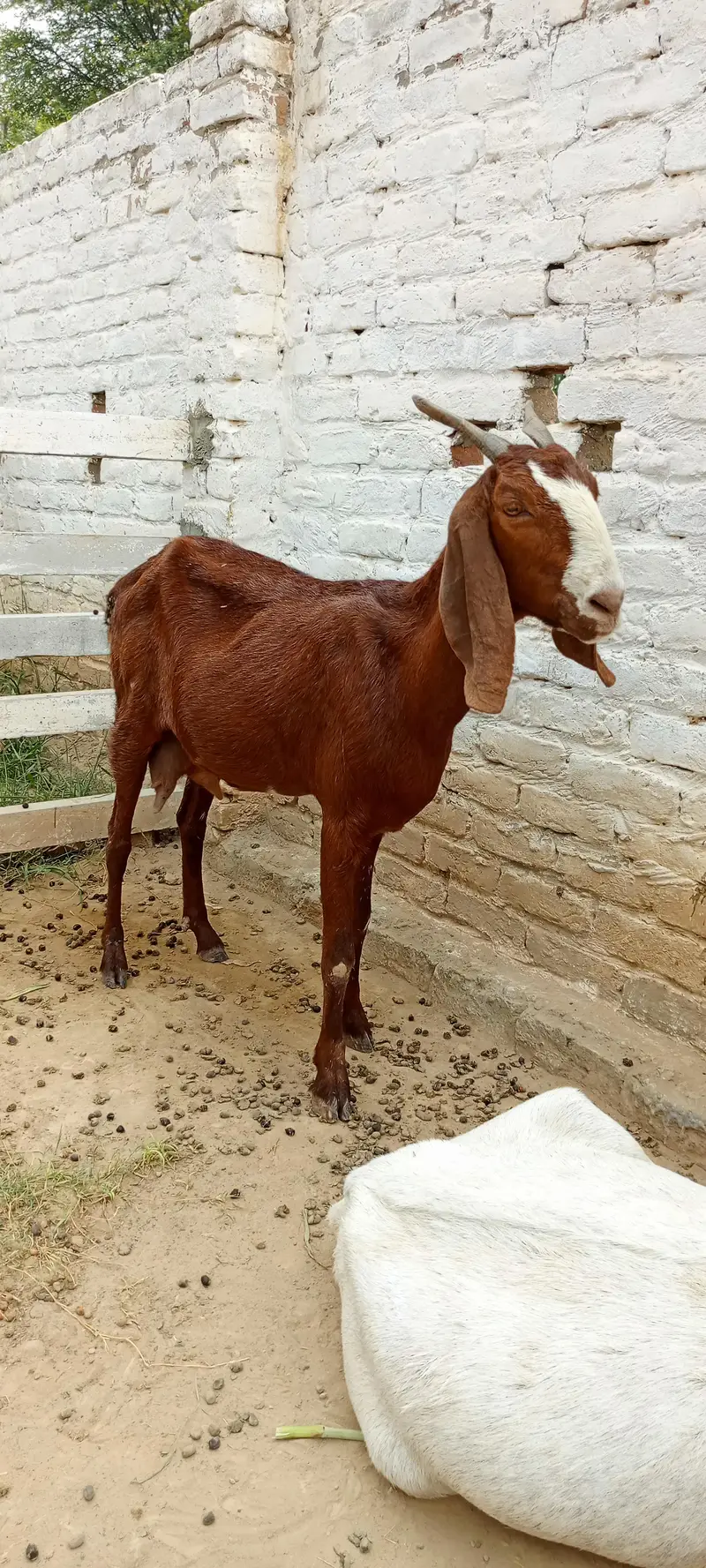 All goat for sale — photo 11