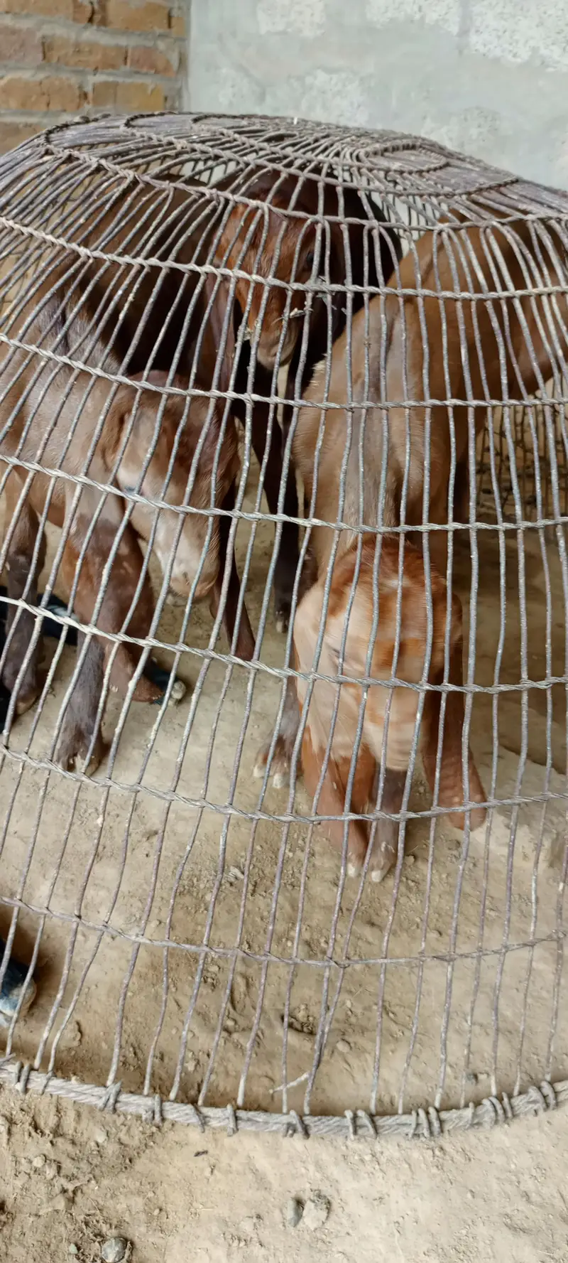 All goat for sale — photo 12