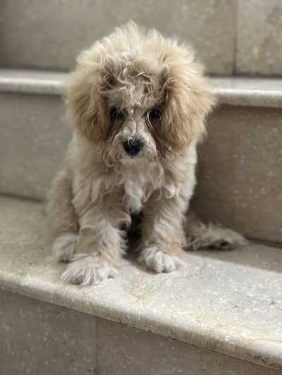 Beautiful Shih Tzu Puppies for Sale 03150583657 contact me on whtsap