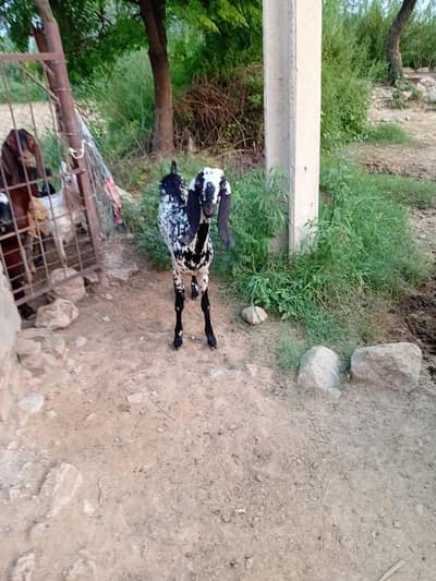 mahki cheeni
