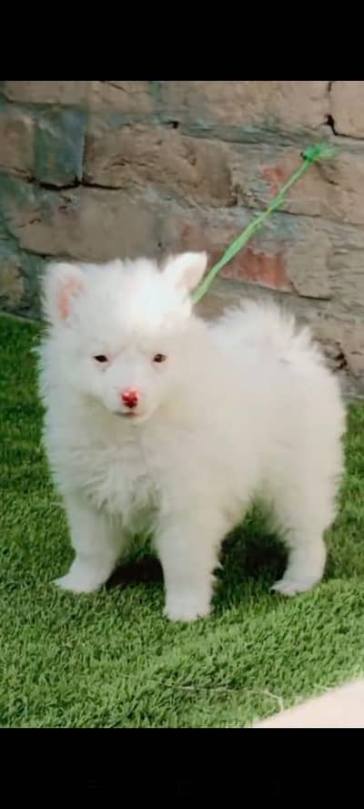 Russian dog for sale male or female my WhatsApp 309=52=38=470
