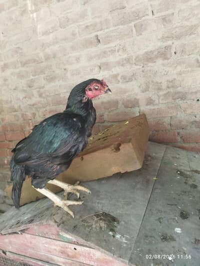 Indian ram poori