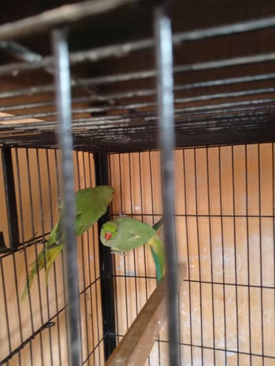 green rigneck talking female and hand tamed. breeder