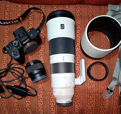 Sony A7 IV + Sony FE 200-600mm F/5.6-6.3 G OSS + Sony FE 50mm f/1.8