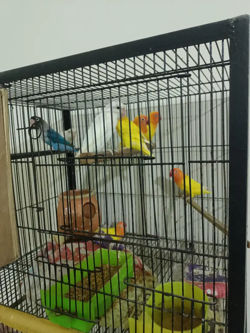 Cages — photo 2