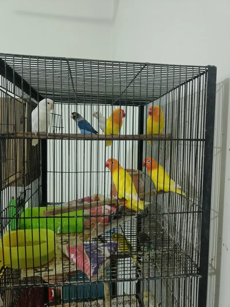 Cages — photo 3