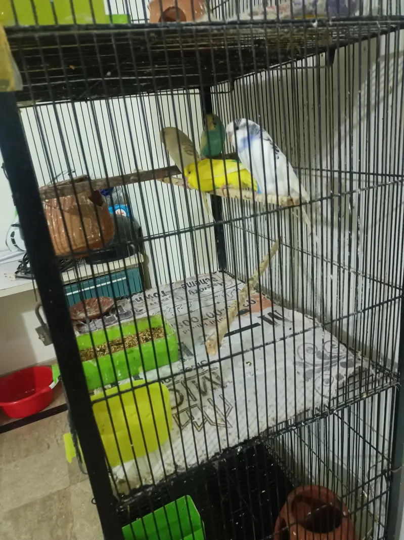 Cages — photo 6