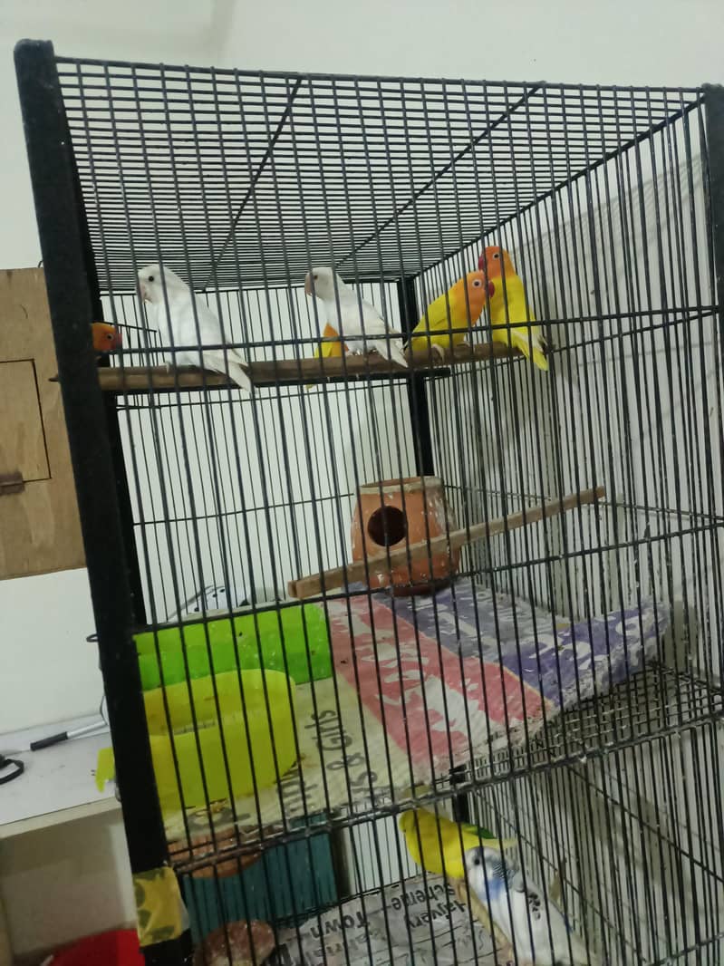 Cages 6