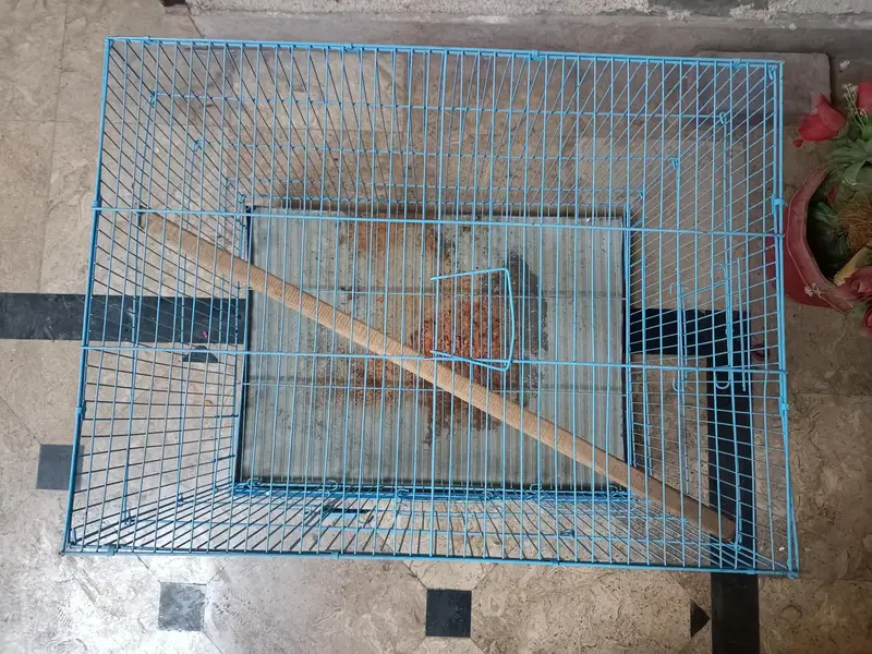 Cages — photo 11