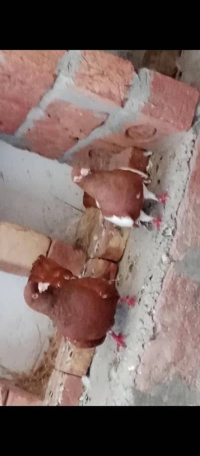 Laal khal  breeder pair available in MULTAN