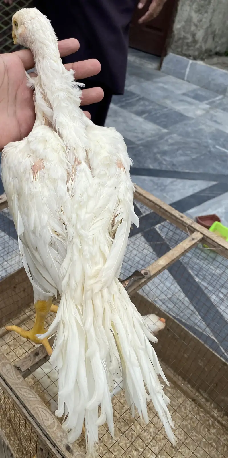 Parrot beak long tail — photo 3