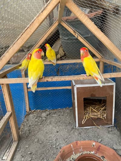 Love birds Pairs 03117378520