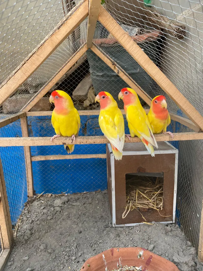 Love birds Pairs 03117378520 — photo 2