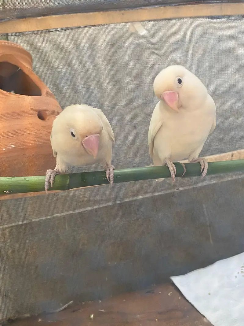 Love birds Pairs 03117378520 — photo 3