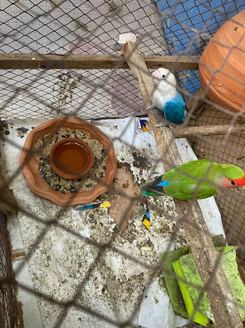 Love birds Pairs 03117378520 — photo 4