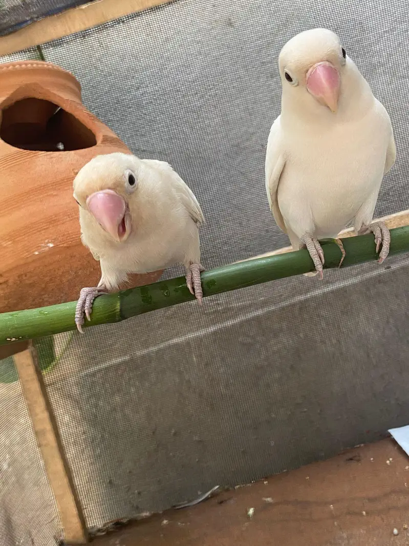 Love birds Pairs 03117378520 — photo 5