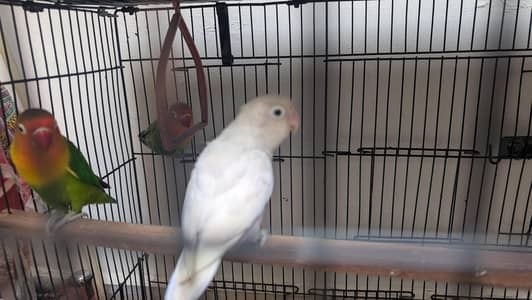 breeding pair or lovebirds