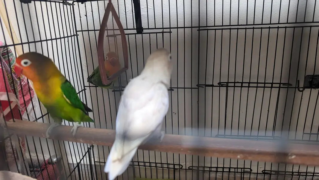 breeding pair or lovebirds — photo 2