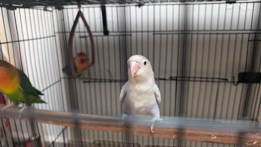 breeding pair or lovebirds — photo 3
