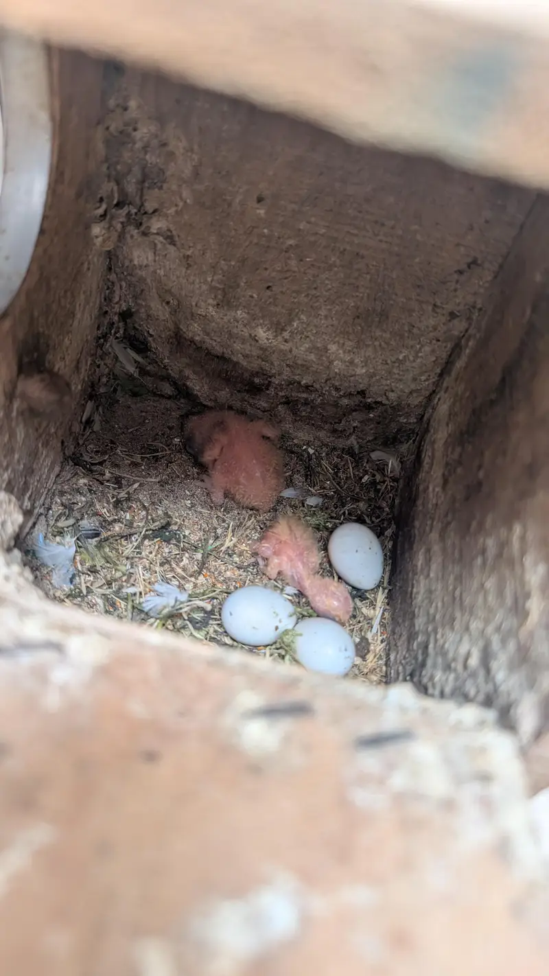 breeding pair or lovebirds — photo 4