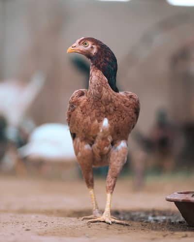 Aseel Hen, Aseel murghi andoon wali for sale