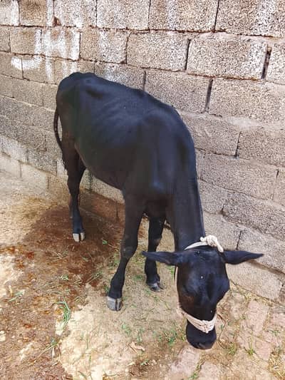 jarsey cross and black color