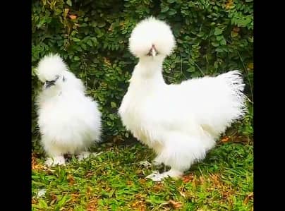 White Silkie Fancy Hens Pair For Sale