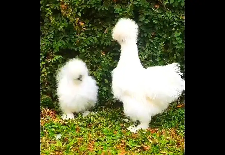 White Silkie Fancy Hens Pair For Sale — photo 2