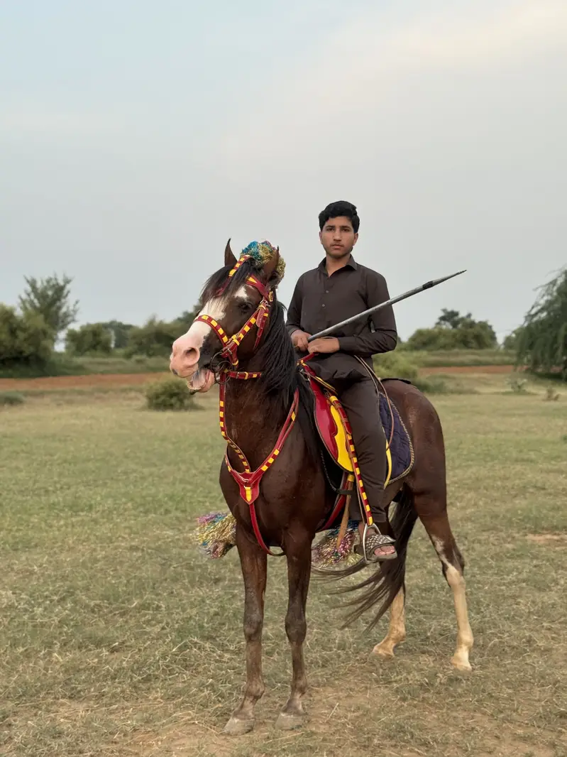 Horse for sale — photo 5