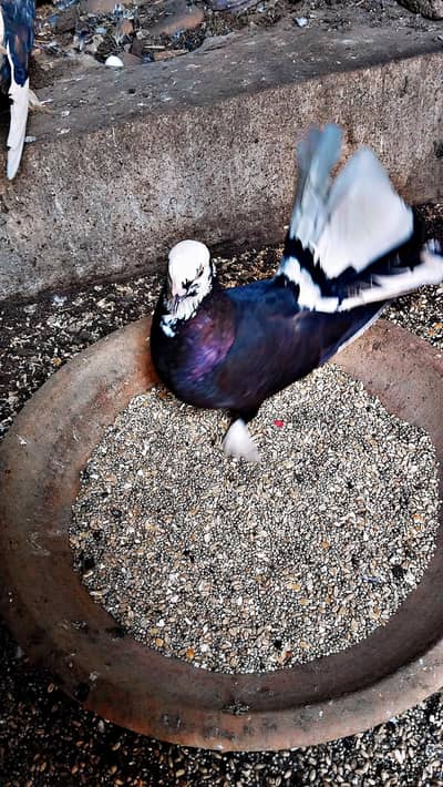 3 Pigeons