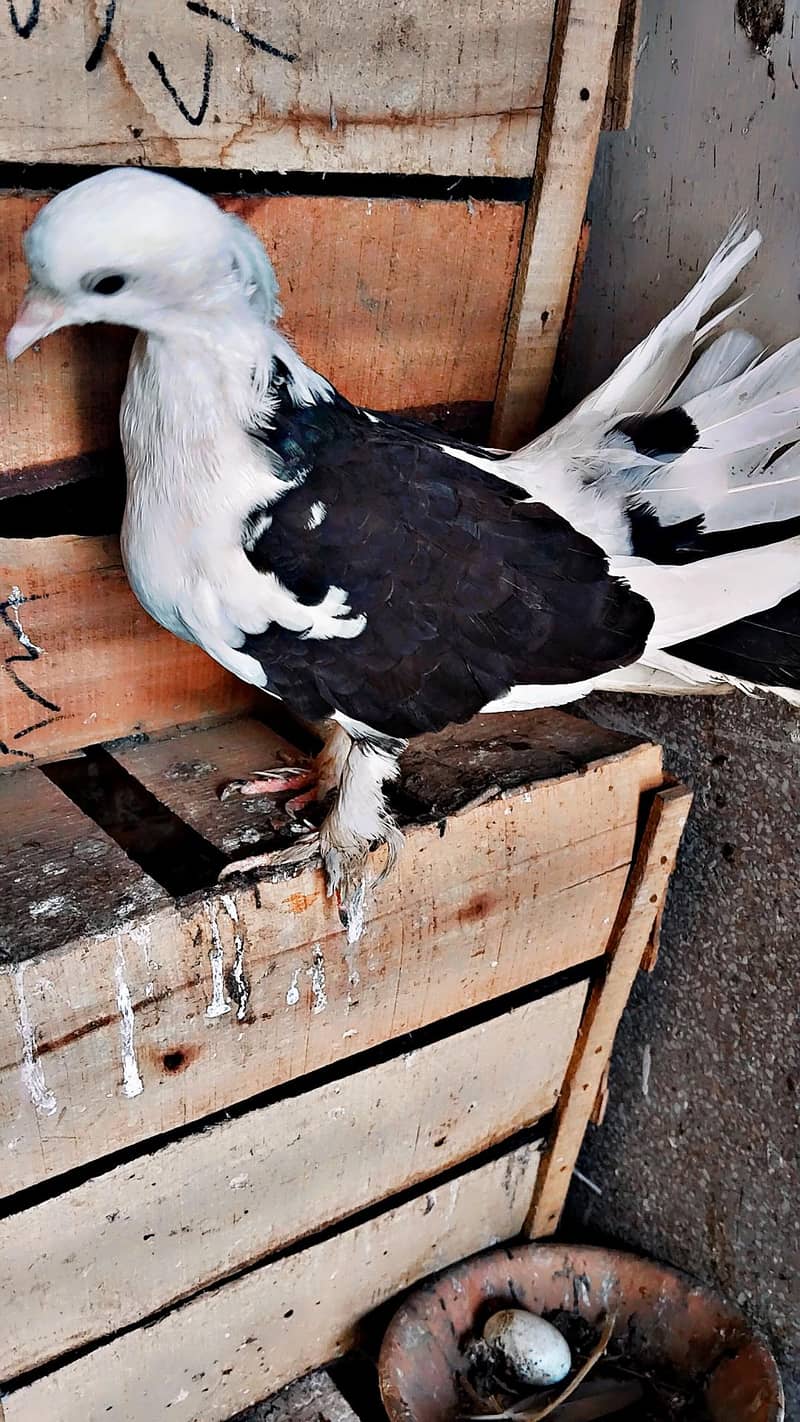 3 Pigeons 1