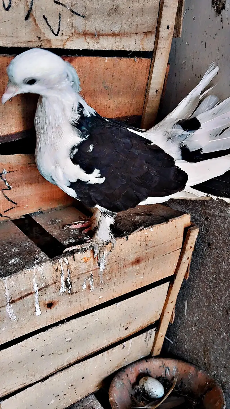 3 Pigeons — photo 2