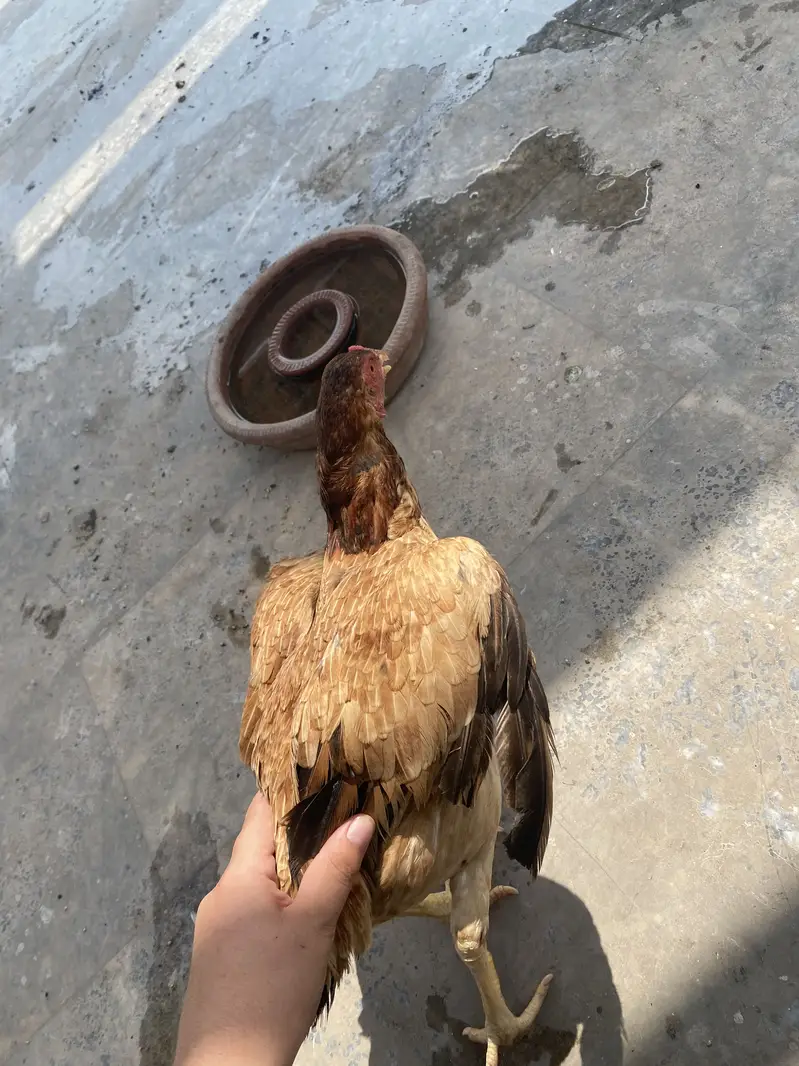 For urgent sale — photo 2