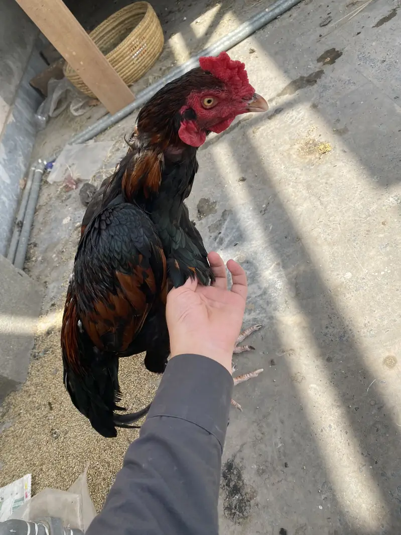 For urgent sale — photo 3