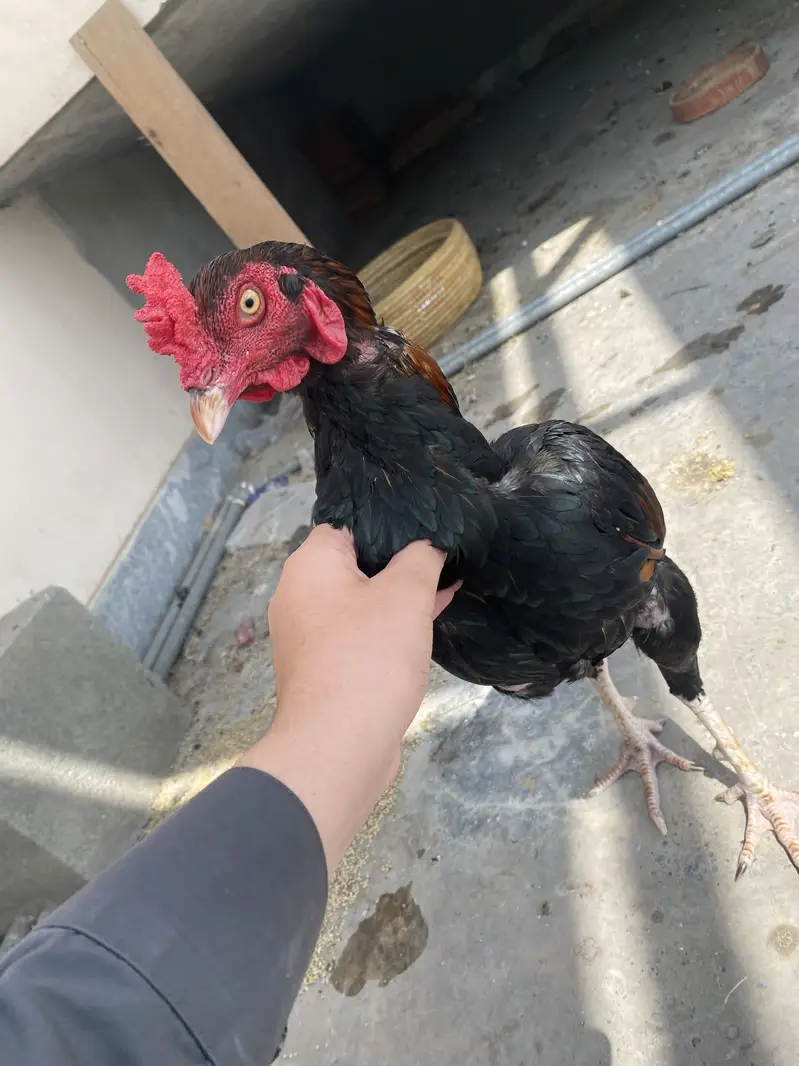 For urgent sale — photo 5