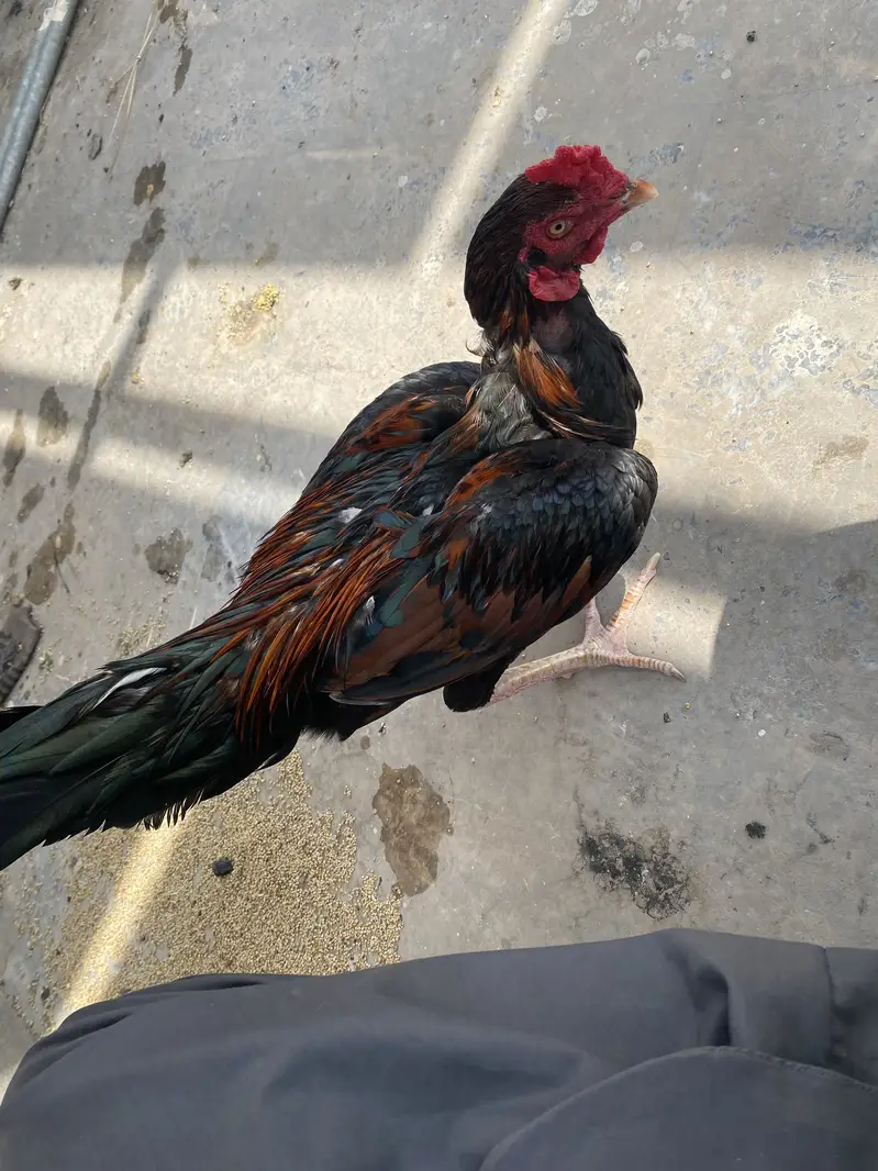 For urgent sale — photo 6