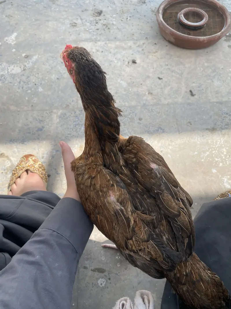 For urgent sale — photo 7