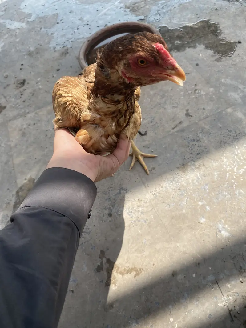 For urgent sale — photo 8